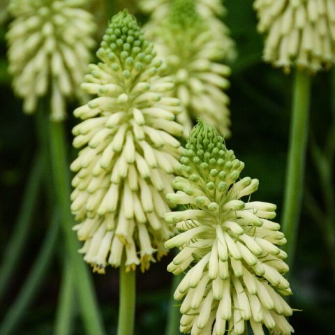 A plant with yellow and green leaves