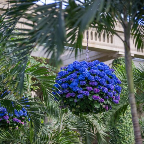 A hanging plant with blue, purple and green leaves