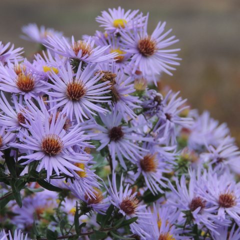 Closeup of lavender-colored asters with golden centers.