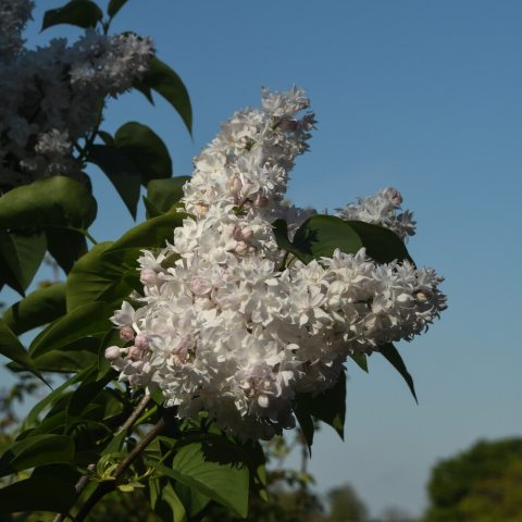 Big, white flower cluster with small star-shaped flowers
