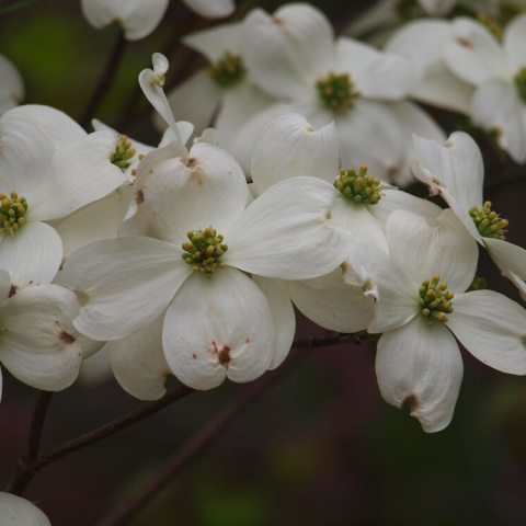Small, white flowers with small, green centers