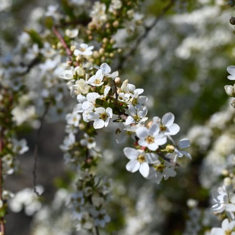A plant with white and yellow leaves