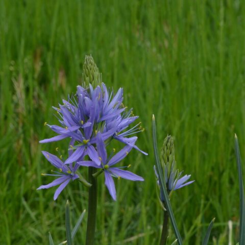 Small, spiky-shaped blue flower with pointy, oblong-shaped petals