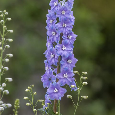 Long, tubular shaped flower cluster with purple blueish star-shaped flowers