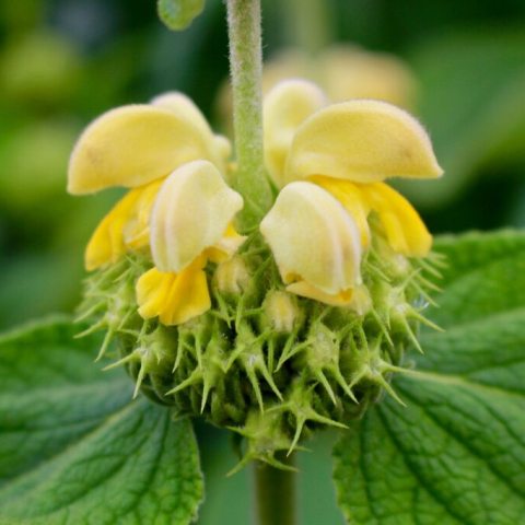 Perennial plant with small yellow flowers in a whorl around the stem