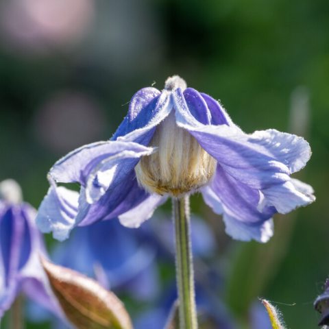 Small, droopy blue petals with a big, yellow center 