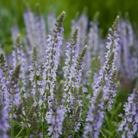 Long green stems filled with tiny, light purple flowers