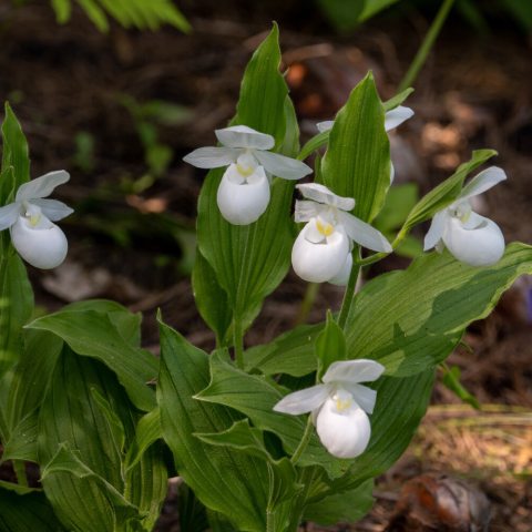 Small, white orchids with pouch that resembles a slipper