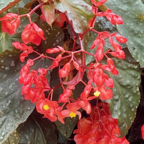 Clusters of coral red flowers and green leaves with white spots