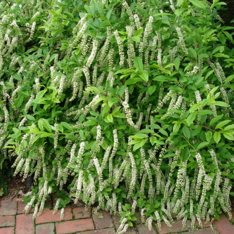 A low growing shrub with bright green leaves and haning panicles of small white flower