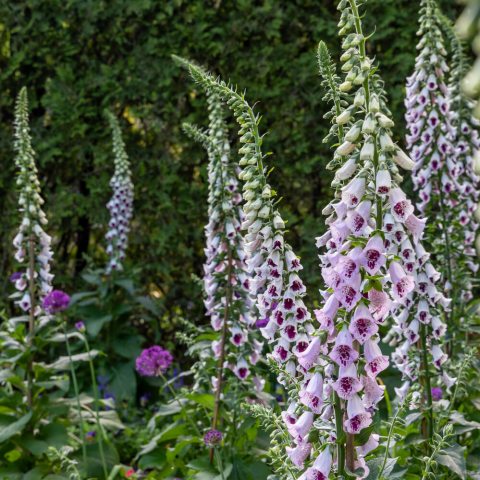 Tall spikes of light lavender tubular flowers with a dark throat