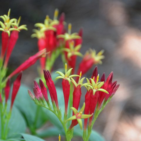 Wildflower with small, red tubular flowers with a yellow throat