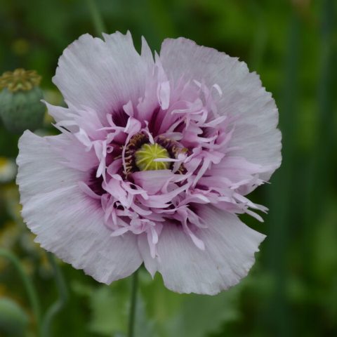 Light lavender flower with many deeply divideda, frilly petals at the center