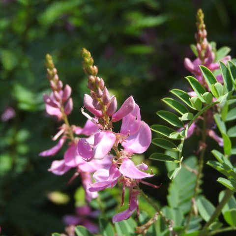Racemes of purple pea-like flowers with pinnate compound leaves.