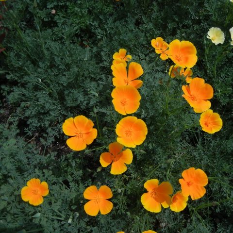 Orange flowers against green foliage. 