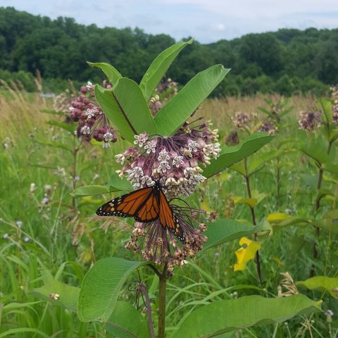 Monarch butterfly pollinating dusty pink flowers