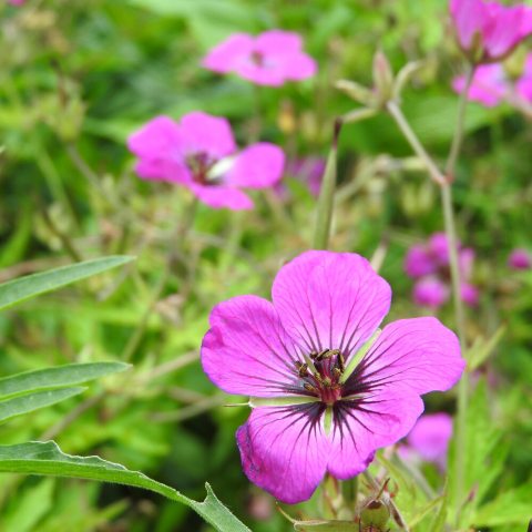 Purple flowers with five petals.