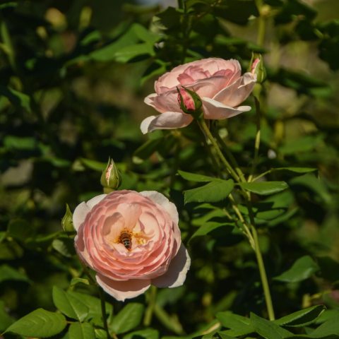 Peach rose with many petals, featuring a bee inside pollinating.