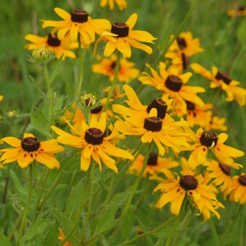 Yellow petals surrounding round, red, coned center.