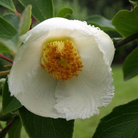 White, cup-shaped flower with many yellow anthers