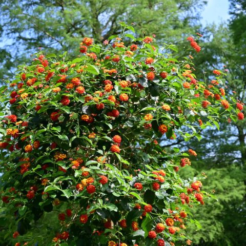 Shrub with rounded flowers clusters of small red, orange and yellow flowers