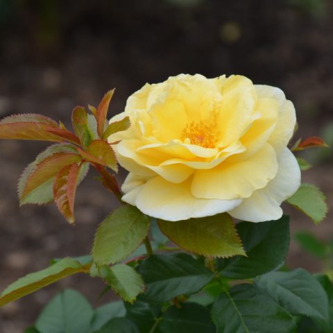Yellow flower with many petals and oddly pinnate compound leaves