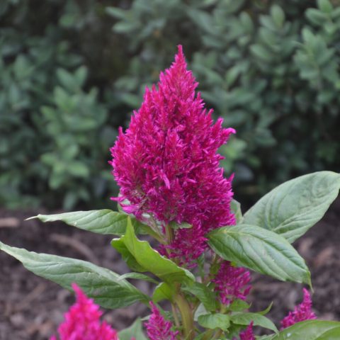 Tiny pyramidal flowers in a plume-like head, vividly pink