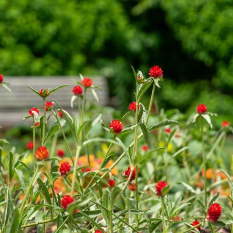 Small, orange-red, round flowers on tall thin stems