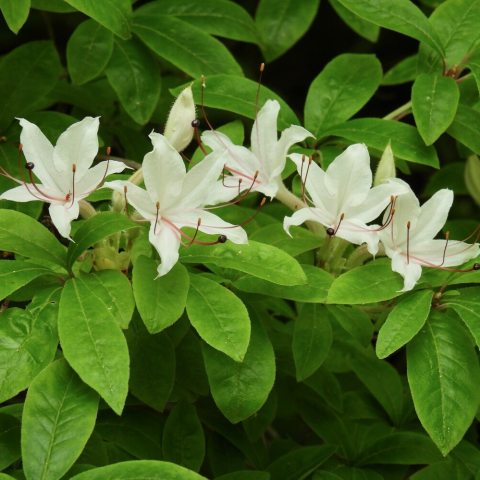 White flowers with five petals against green leaves