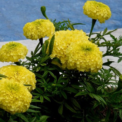 Large, bright yellow flower heads on short plants with fern-like leaves