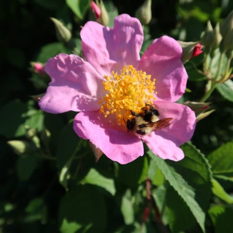 Pink five petaled flower with many stamen and a bee