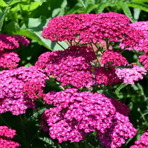 Bright magenta inflorescence of flowers. 