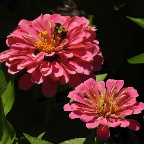 Pink flowers with many petals and a bee pollinating