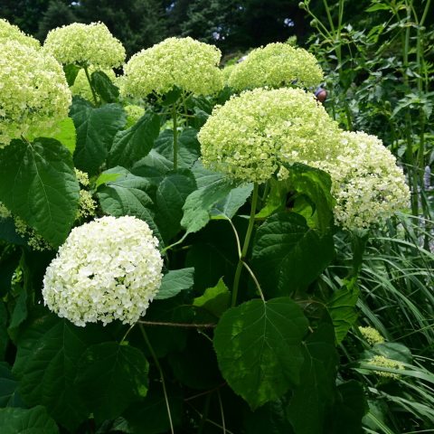Inflorescence of white and green flowers.  
