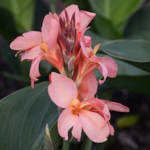 Coral-colored flowers. 