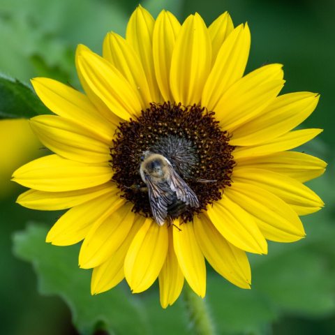 Sunflower with yellow petals and brown center with a bee.