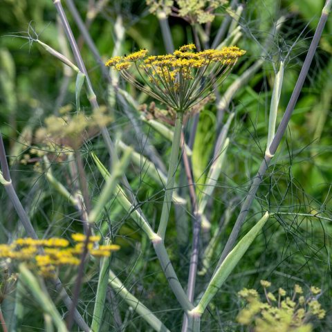Coppery leaves and lacy golden flower umbels.