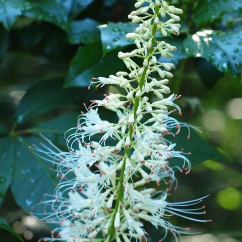 Tall, thin spindles with tiny, white flowers and orange tipped stamens.