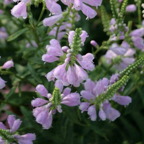 Light purple flowers. 