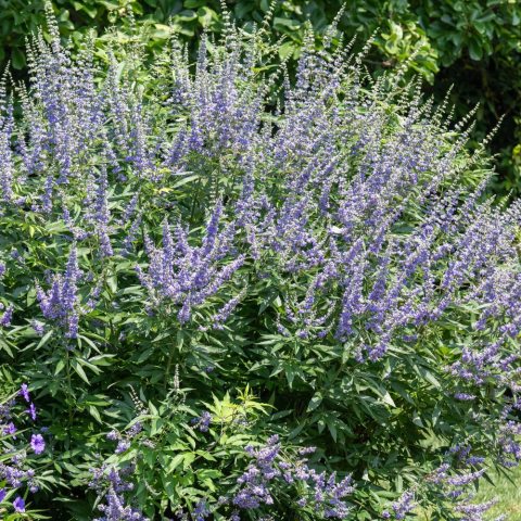 Shrub with purple flowers and green leaves