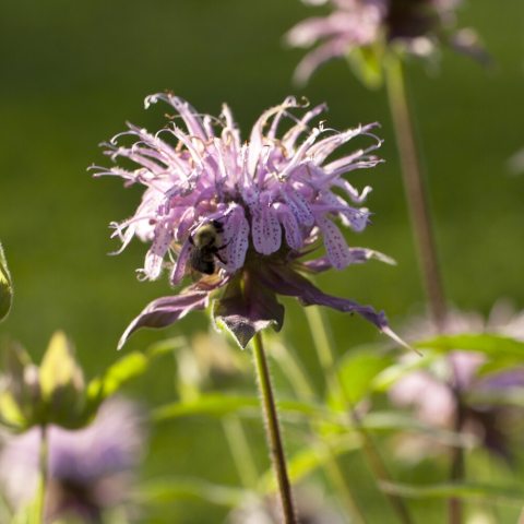 A light purple flower with a bee. 