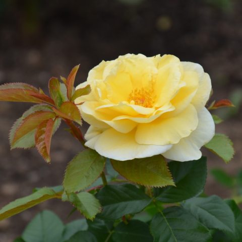 Light yellow rose. 