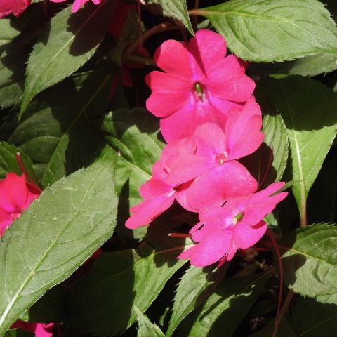 Bright magenta-petaled flower.