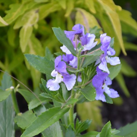 Lavender blue and white flower with green leaves.