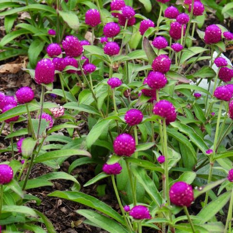 Ping-pong shaped bright purple flowers. 