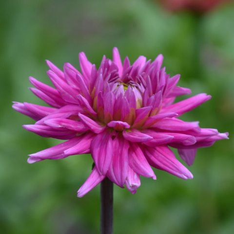 Magenta-colored flower. 