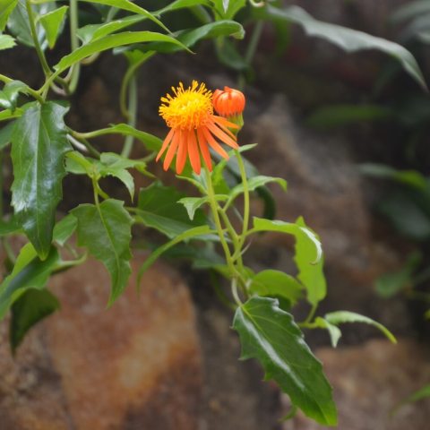 Orange flower with a yellow center against green leaves