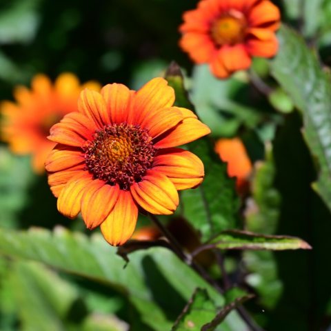 Orange and red group of flowers