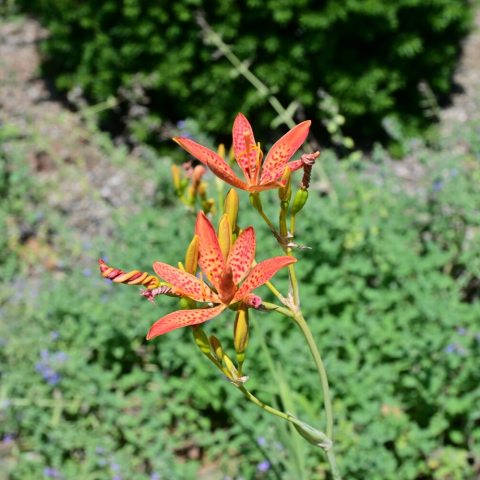 Two orange spotted flowers