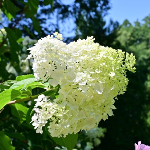 Large inflorescence of white flowers